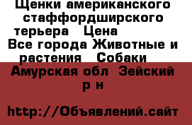 Щенки американского стаффордширского терьера › Цена ­ 20 000 - Все города Животные и растения » Собаки   . Амурская обл.,Зейский р-н